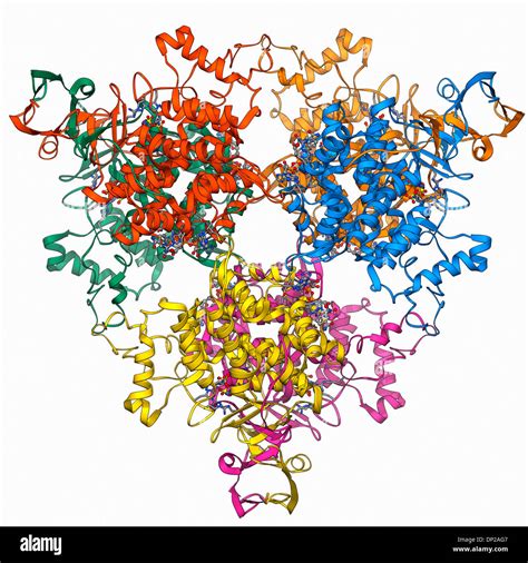 Citrate synthase molecular model enzyme Cut Out Stock Images & Pictures ...