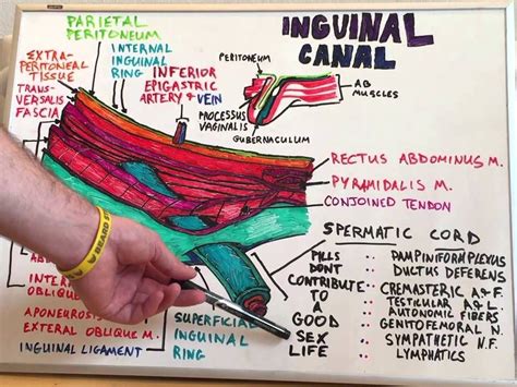 Inguinal Canal Diagram Anatomy Of Inguinal Canal In Detail