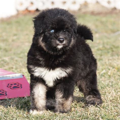 Bailey, a Black Tan & White Male Siberpoo Puppy 753551 | PuppySpot