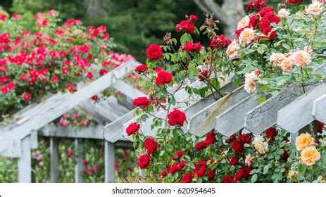 147 Stanley Park Rose Garden Vancouver Images, Stock Photos & Vectors ...