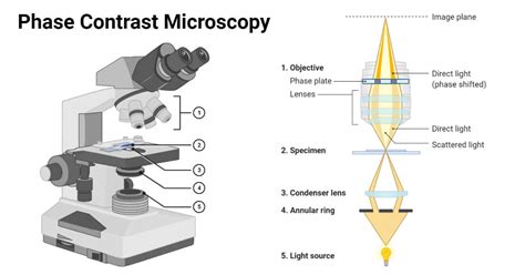 Phase Contrast Microscopy- Definition, Principle, Parts, Uses