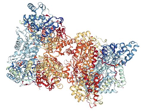 PFKP Protein Overview | Sino Biological