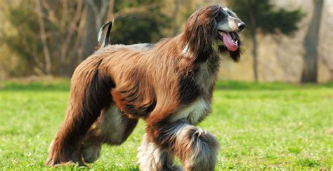 Afghan Hound Breed Guide (Lifespan, Size & Characteristics)