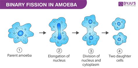 Studying Binary Fission In Amoeba And Budding In Yeast