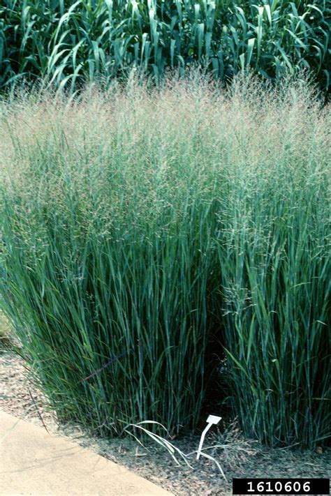 switchgrass (Panicum virgatum)