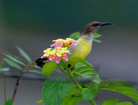 Purple-Rumped Sunbird (Female) | Purple-Rumped Sunbird (Fema… | Flickr