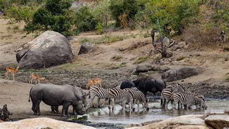 Kruger National Park Wallpapers - Wallpaper Cave