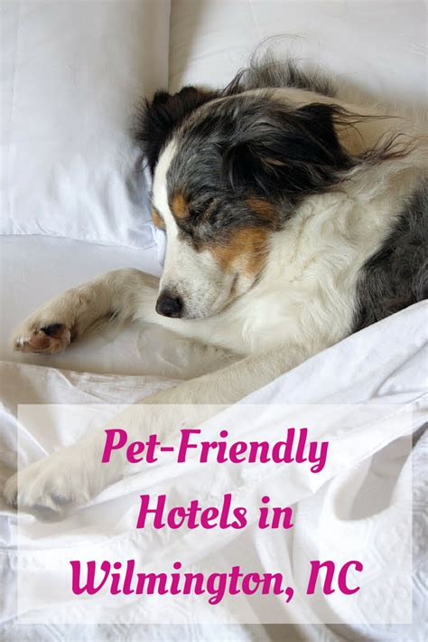 Pet-Friendly Hotels in Wilmington - The Cameron Team