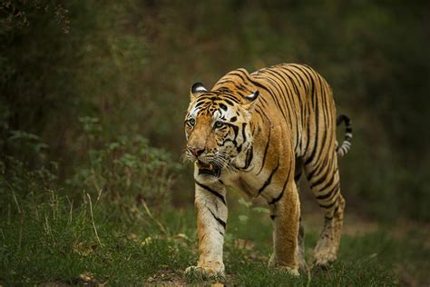 Top 3 Best Parks for Wildlife Photographers in India