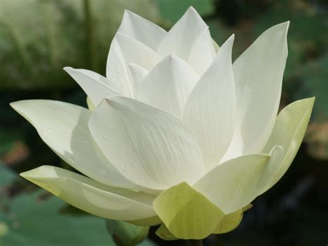 White Lotus Flower: Meaning and Symbolism - Mythologian