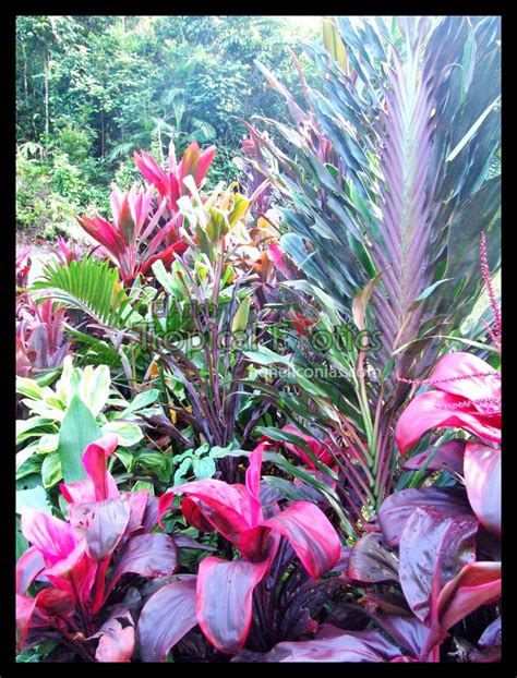 Landscaping with Tropical Plants Full Sun Cordylines