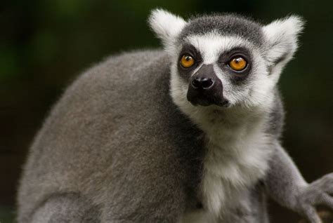 Animal Lemur HD Wallpaper