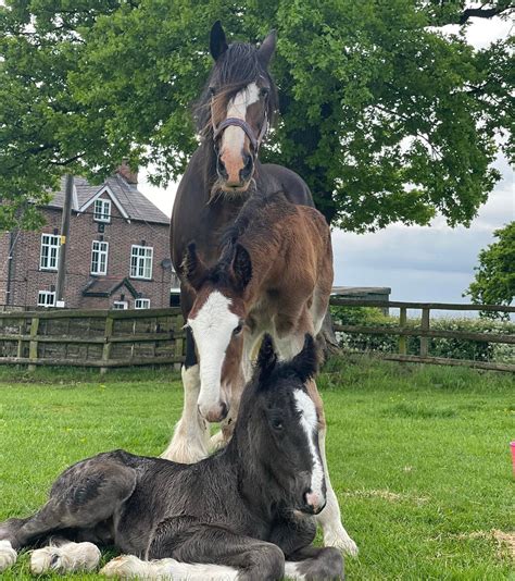 ‘She’s lovely with him’: Shire mare takes on orphaned colt alongside ...