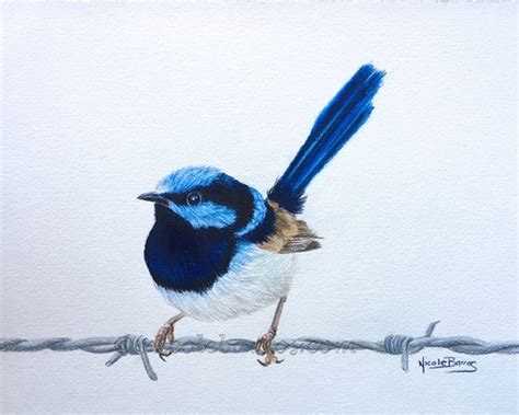 Blue Wren PRINT Coloured pencil art Birds Wildlife | Etsy