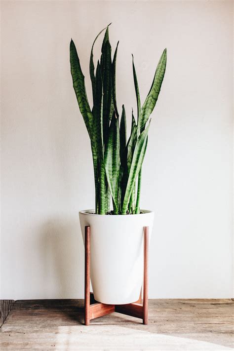 ADDING GREEN TO YOUR HOME - TAKE AIM BLOG | Plant decor, Indoor plant ...