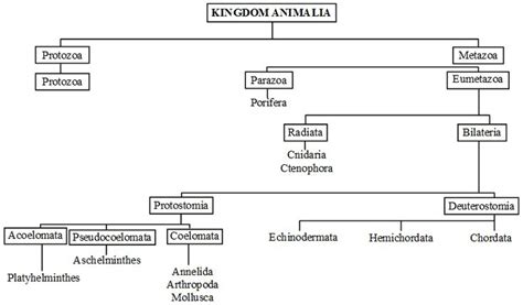 What are the Characteristics of the Kingdom Animalia | Kingdom animalia ...