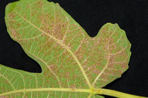 Fig | Diseases and Pests, Description, Uses, Propagation