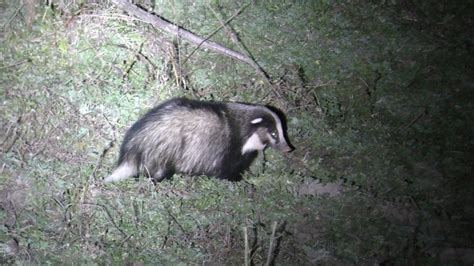 Hog Badger Facts, Habitat, Diet, Pictures