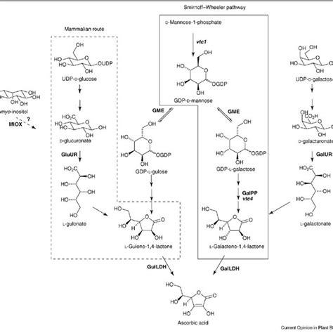 Enzyme cofactor functions of the different water-soluble vitamins found ...