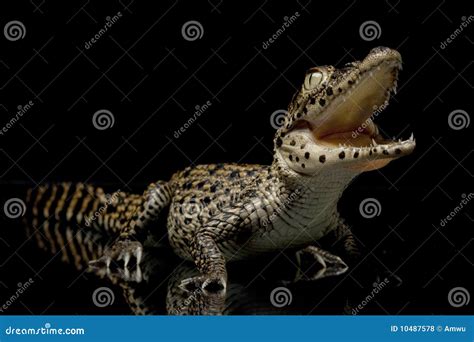 Cuban crocodile stock photo. Image of teeth, black, crawling - 10487578