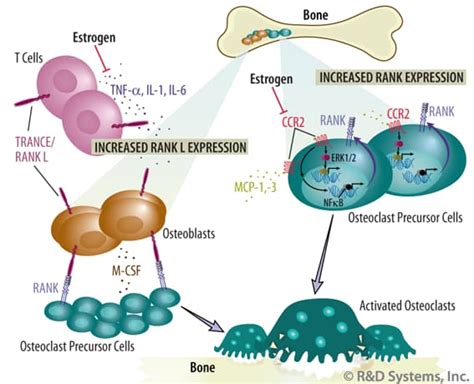 Proinflammatory Cytokines & CCR2 Promote Estrogen-deficient Bone Loss ...