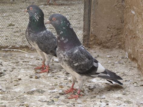 Pakistani Tipplers (Kabootar Baaz) | UK & USA Pigeons | Fancy Pigeons ...