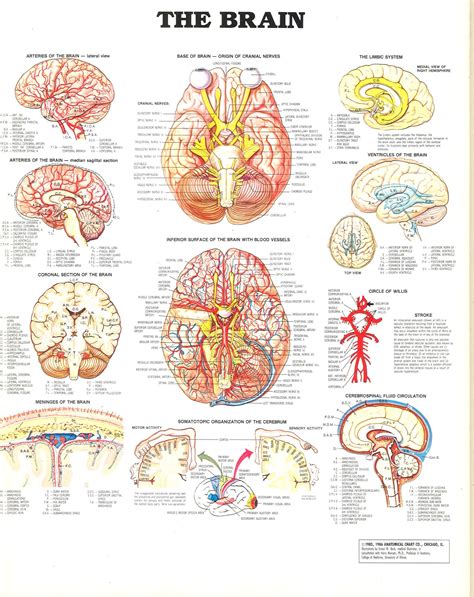 Anatomy - Nervous System | Brain nervous system, Brain anatomy, Anatomy