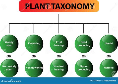 Plant Taxonomy Diagram - Vector | CartoonDealer.com #23749027