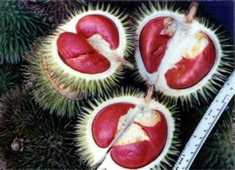 Jual pohon buah durian lay atau durian merah di lapak Dhiekhas Garden ...