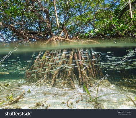 3,417 Root Underwater Images, Stock Photos & Vectors | Shutterstock