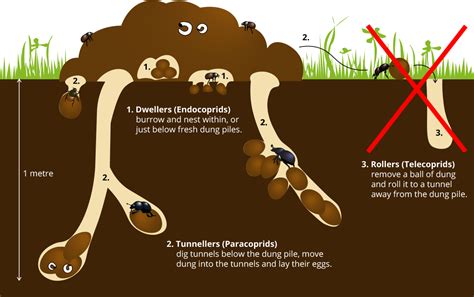 A Life Cycle Of A Beetle