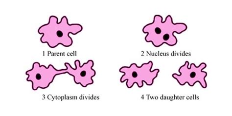 Binary Fission Is A Type Of Asexual Reproduction In Prokaryotic Organisms