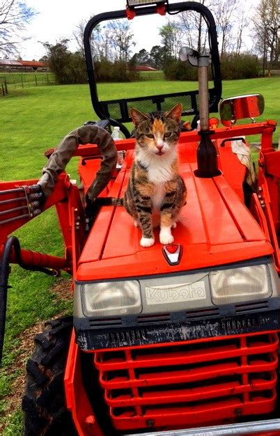 You might have a Kubota tractor, but… | OrangeTractorTalks - Everything ...