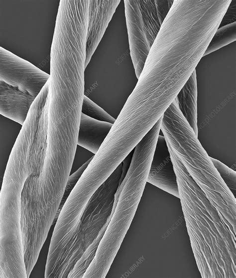 Raw cotton fibres, SEM - Stock Image - C037/0556 - Science Photo Library