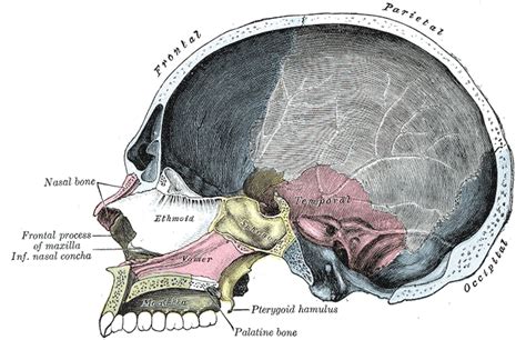 Palatine Bone - Definition, Anatomy, Location, Functions and Pictures ...