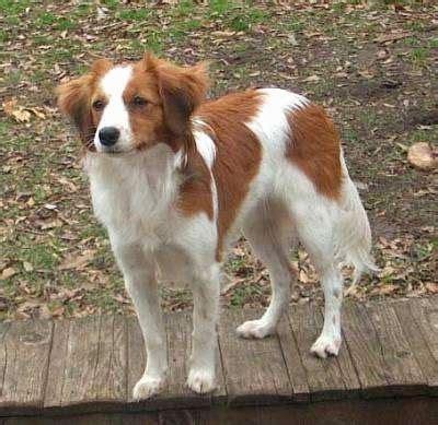 Kooikerhondje Dog Breed Information and Pictures