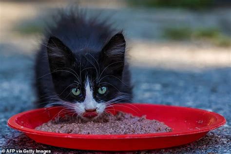 Feline coronavirus kills 300,000 cats in Cyprus - and many more could ...