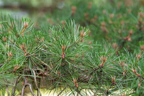 How to Grow and Care for Pitch Pine