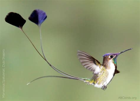 Marvelous Spatuletail | Beautiful birds, Rare birds, Hummingbird