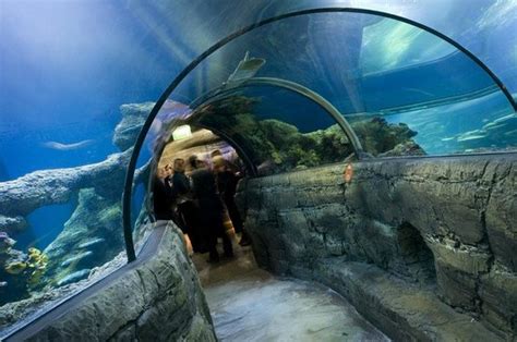 Best Aquarium ever! - SEA LIFE London Aquarium, London Traveller ...