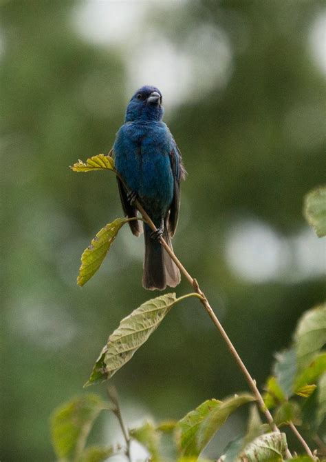 Male Indigo Bunting by HaleyGottardo | Bunting, Beautiful birds, Indigo