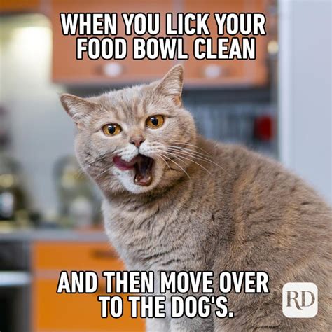 60 Cat Memes You'll Laugh at Every Time | Reader's Digest