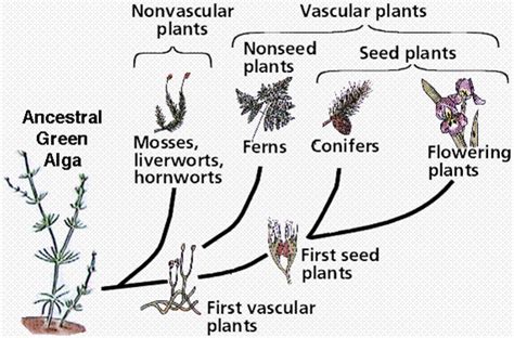 Plants taxonomy Diagram | Quizlet