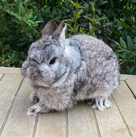 Netherland Dwarf rabbit Rabbits For Sale | Norco, CA #220141