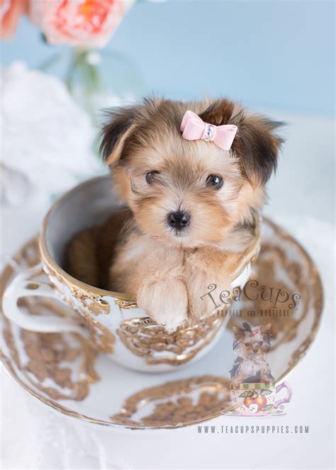 Morkie Puppies For Sale by TeaCups | Teacups, Puppies & Boutique