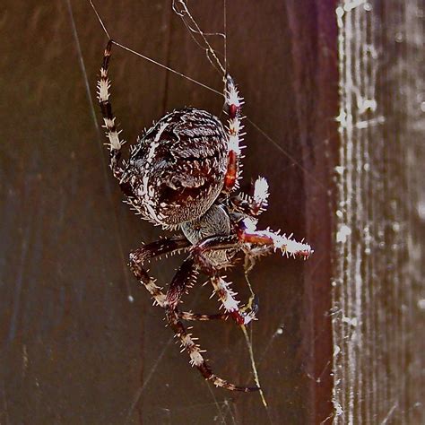 Along Came A Spider Photograph by Sarah Pecinovsky