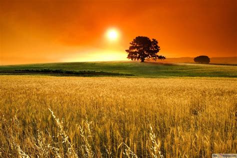 Corn Field Sunset 4K wallpaper download