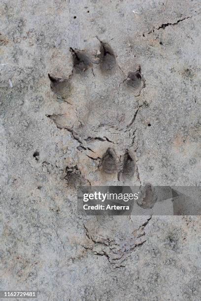 22 Raccoon Footprints Stock Photos, High-Res Pictures, and Images ...