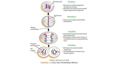 Gambar Sel Pada Pembelahan Mitosis Pembelahan Mitosis Dan Meiosis ...