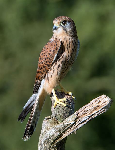 Falcon Facts, Types, Classification, Habitat, Diet, Adaptations